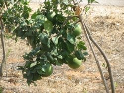 Fruit Tree in Karnei Shomron