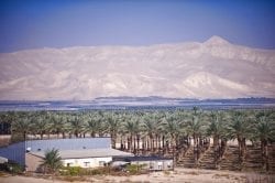 Palm trees at edge of Jordan River with Judean mountains in background