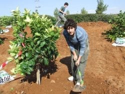 Teens planting trees in Israel