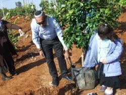 Planting trees in Karnei Shomron