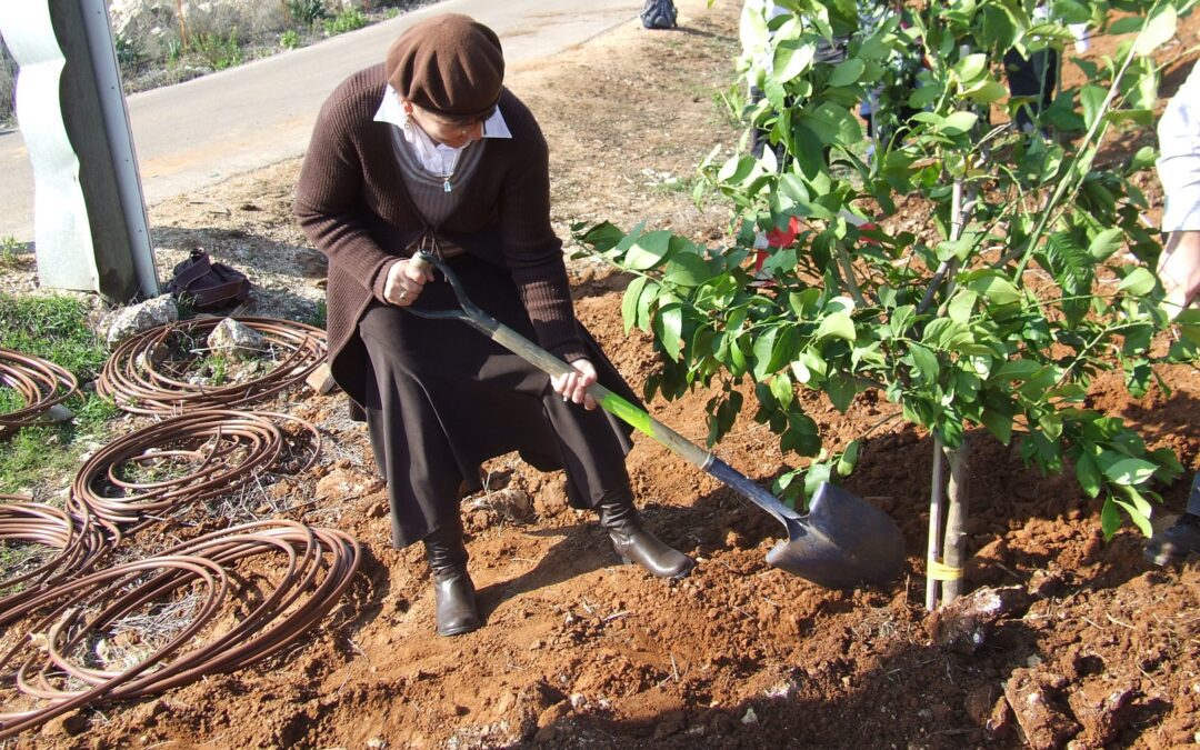 Planting Trees – February 7, 2012