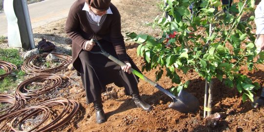 planting trees