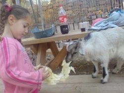 young girl feeding lettuce to small goat