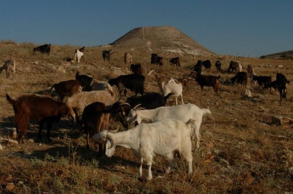 Goats graze peacefully in Sde Bar with Herodian in the background