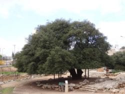 lone oak tree alon Shvut