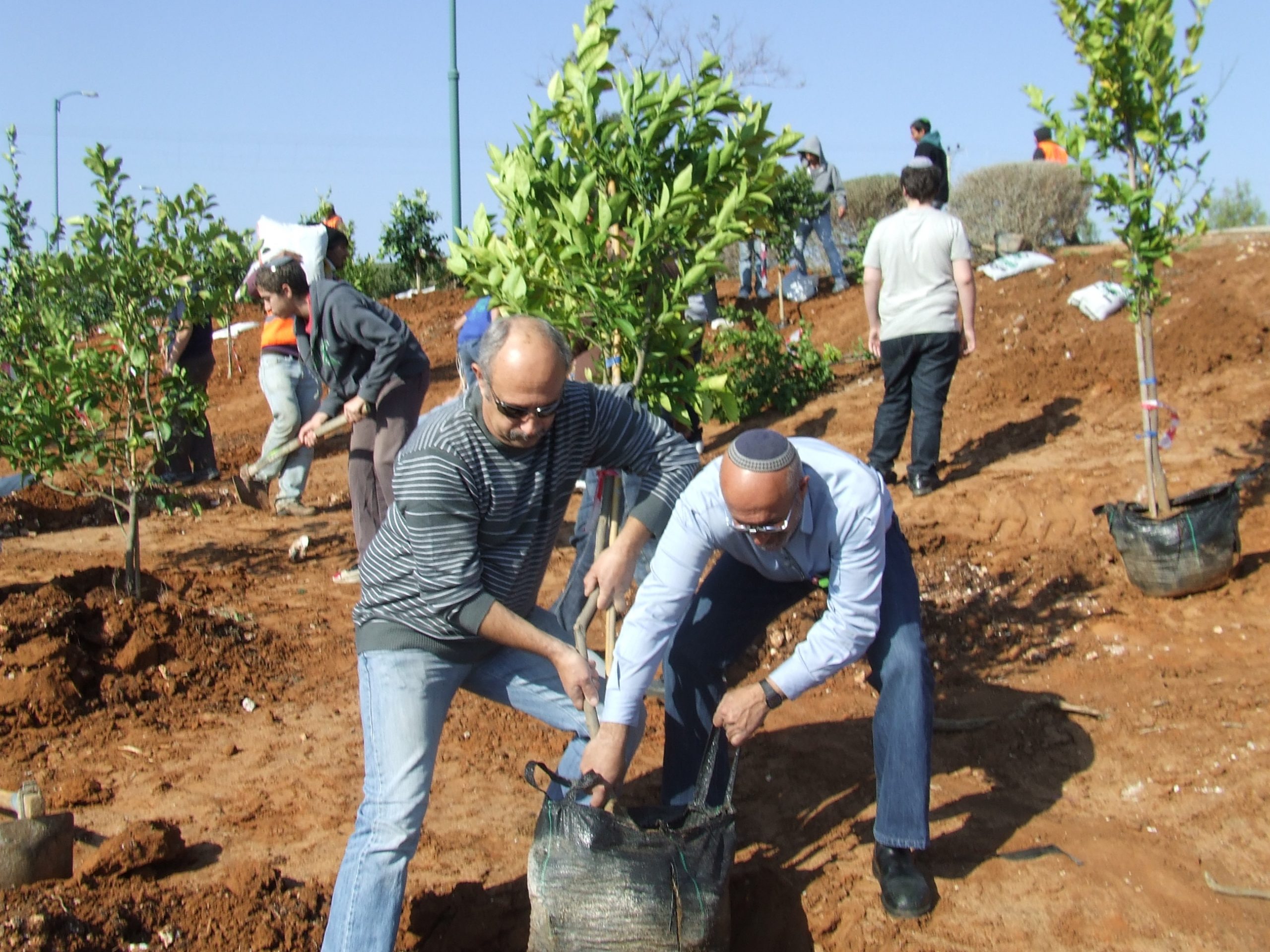 Planting trees in Israel